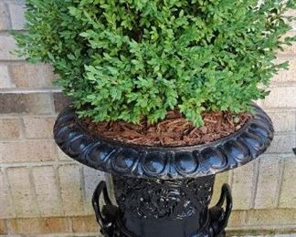 CAST IRON GARDEN PLANTER WITH SHRUB