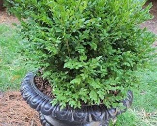 CAST IRON PLANTER & PLANT