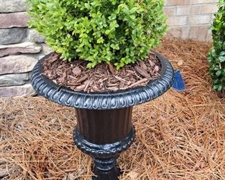 CAST IRON PLANTER W/ PLANT