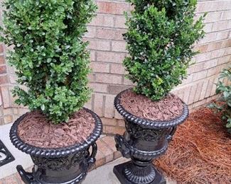 2 CAST IRON LARGE PLANTERS WITH PLANTS ONE LOT