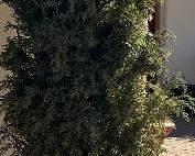 Large Faux Cypress x 2 