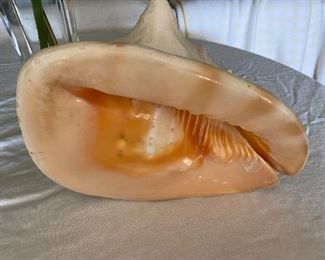 #47 - NOW $50 EACH was  $100 - One of 2 Natural Sea Snail Ammonite Decoration/Big Seashell Decor/Sea shell/Snail Shell/Ancient Fossil/Ocean Decor/Beach Gift/Beach Decor - 10"L