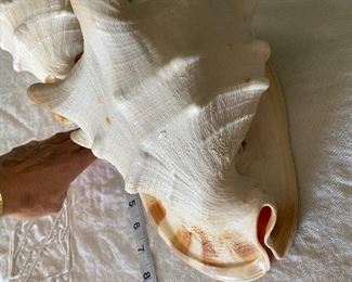 #47 - NOW $50 EACH was  $100 - One of 2 Natural Sea Snail Ammonite Decoration/Big Seashell Decor/Sea shell/Snail Shell/Ancient Fossil/Ocean Decor/Beach Gift/Beach Decor - 10"L