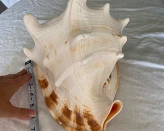 #48 - NOW $50 EACH was $100 - One of 2 Natural Sea Snail Ammonite Decoration/Big Seashell Decor/Sea shell/Snail Shell/Ancient Fossil/Ocean Decor/Beach Gift/Beach Decor - 10"L