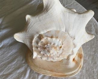 #48 - NOW $50 EACH was  $100 - One of 2 Natural Sea Snail Ammonite Decoration/Big Seashell Decor/Sea shell/Snail Shell/Ancient Fossil/Ocean Decor/Beach Gift/Beach Decor - 10"L