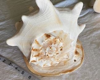 #47 -NOW $50 EACH $100 - One of 2 Natural Sea Snail Ammonite Decoration/Big Seashell Decor/Sea shell/Snail Shell/Ancient Fossil/Ocean Decor/Beach Gift/Beach Decor - 10"L