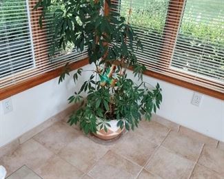 Beautiful potted plant