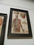 ORIGINAL COLORED ANATOMICAL DRAWINGS - VERY LARGE