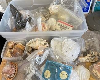 seashell collection 