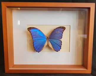 Blue Morpho Butterfly