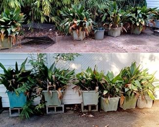 Dozens of Large Potted Hostas