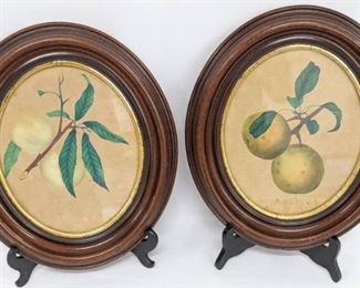 Two Vintage Hand-Colored Framed Fruit Illustrations
