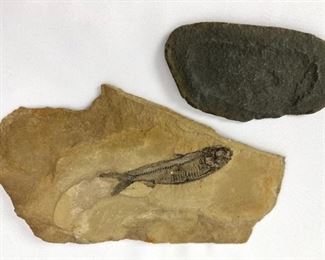 Two Fossils: Very Clear Fossilized Fish in Slate/Vague Oval Impression
