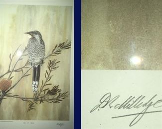 Little Wattlebird -- 1962, #180 of 500, Signed