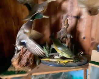 Taxidermy Ducks, Taxidermy Waterfowl 
