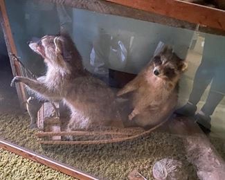 Taxidermy Critters, Taxidermy Raccoon's