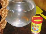 Swimmy is available for adoption