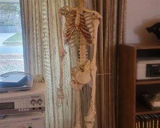VINTAGE BIOCRAFT REAL BONE MALE EDUCATION MODEL SKELETON