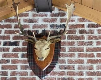European Taxidermy Mount Fallow Deer 