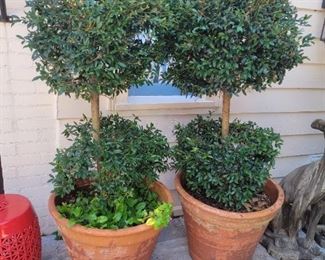 Antique terracotta planter topiary pots 