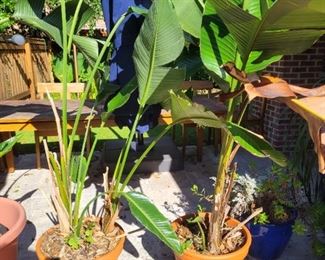 Banana trees in planters