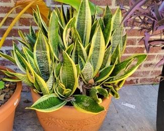 Mother in law tongue potted plant 