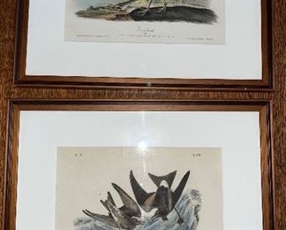 Various Avian Lithos ( & bird prints )