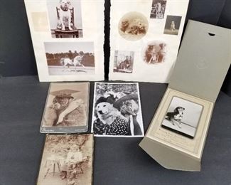 Antique Photos of Dogs