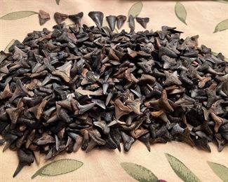 Shark’s Teeth 