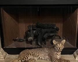 Taxidermy Wildcat