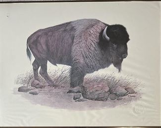 Vintage R. Dorman Buffalo Print In Frame University Of Colorado Athletics