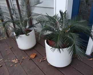 Live Palms