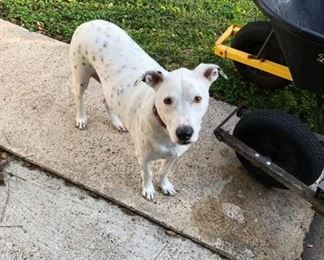 SORRY - HE'S NOT FOR SALE!!!