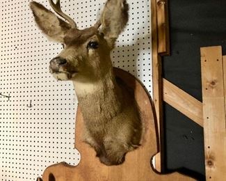 Mounted stag head