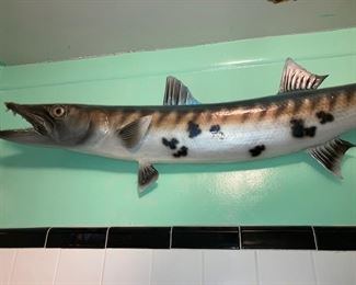 taxidermy barracuda