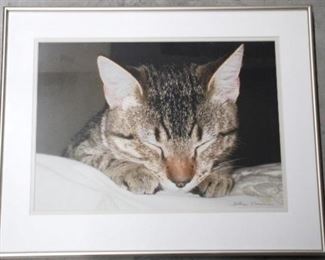 157 - Framed Cat Print 20" x 16 1/2"

