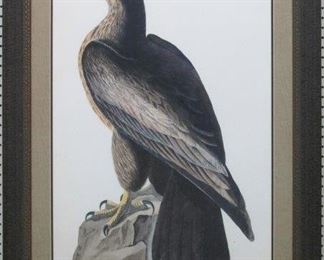 9002 - BIRD OF WASHINGTON BY JOHN J AUDUBON 31.5 X 43