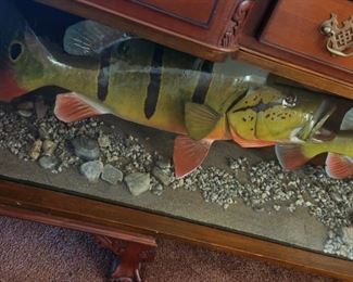 Taxidermy Fish - Butterfly Peacock Bass - South America or Florida