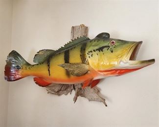 Taxidermy Fish - Butterfly Peacock Bass - South America or Florida?