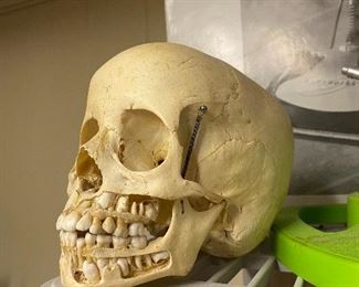 Medical study skull. An absolutely amazing piece.