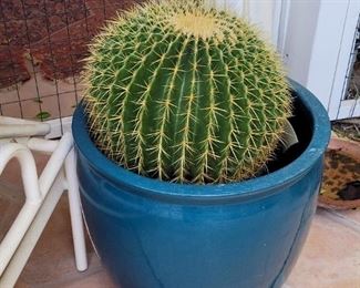 Barrel cactus 
