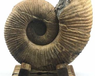 Large Texas Ammonite w/ Possible Mosasaurus Bite