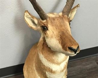 Pronghorn Antelope Taxidermy Head