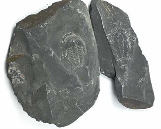 Trilobite Fossil Positive & Negative Specimen