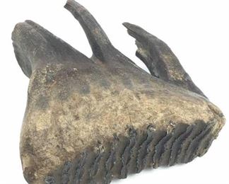 Museum Quality Juvenile Mammoth Tooth w/ Roots
