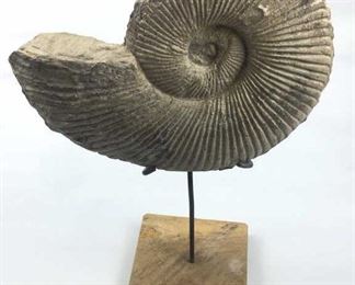 Texas Oxytropidoceras  Ammonite Fossil w/ Stand