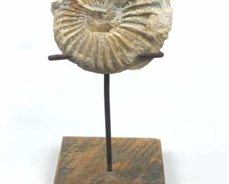 Texas Ammonite Fossil w/ Stand