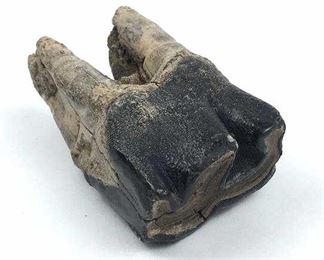 Woolly Rhino Tooth, Siberia