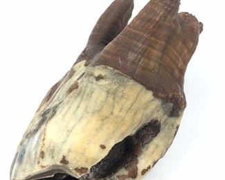 Large Woolly Rhino Tooth, Siberia