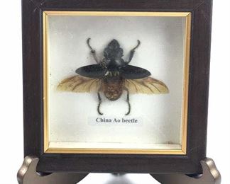 Taxidermy Stag Beetle Specimen in Frame, China